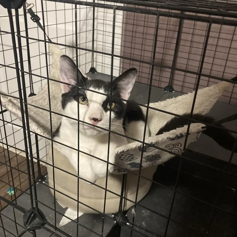 Bumble & Bee thumbnail 3