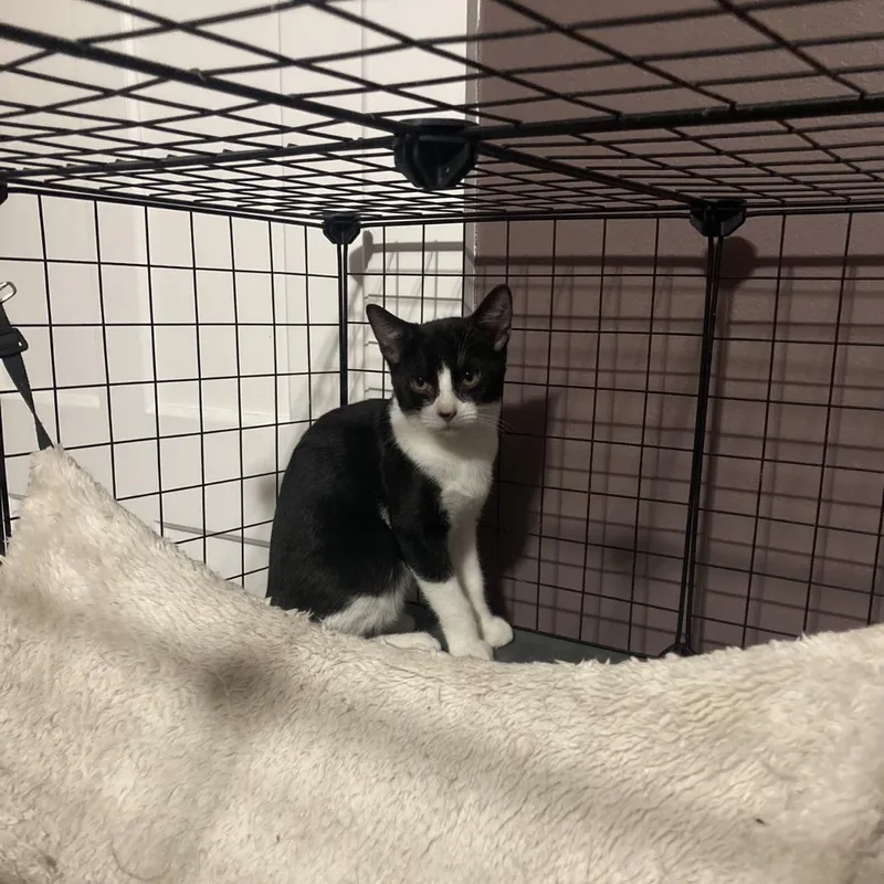 Bumble & Bee thumbnail 4