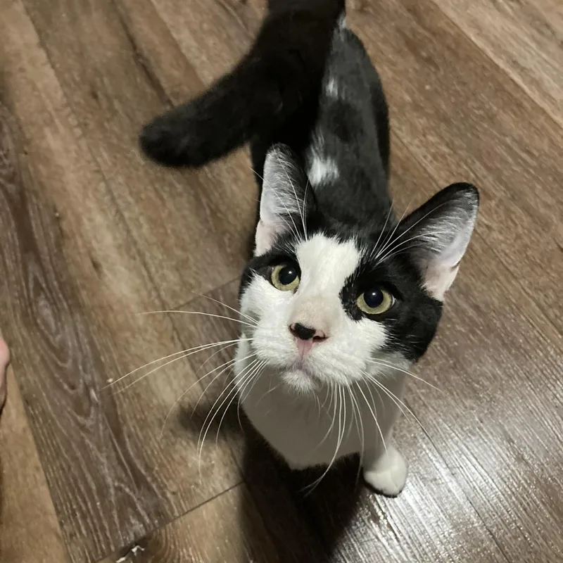 Bumble & Bee thumbnail 5