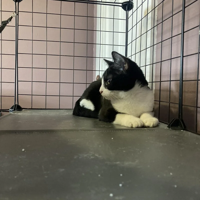 Bumble & Bee thumbnail 6