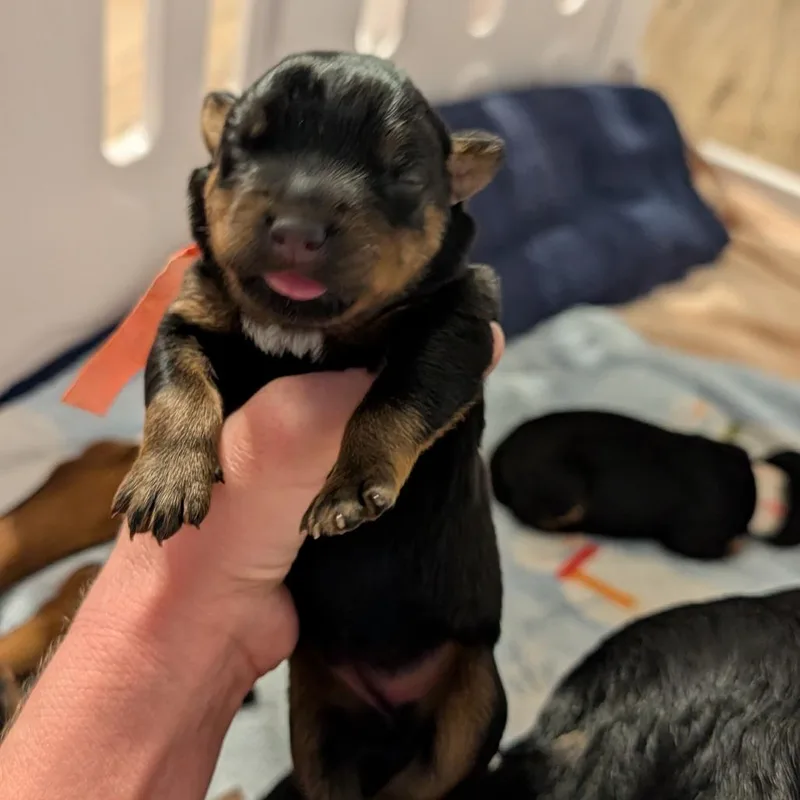 A baby small-sized female Rottweiler dog named Windy for adoption in Portage, MI