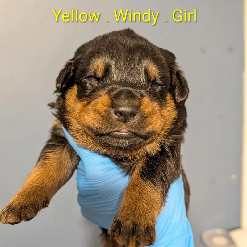 Windy thumbnail 2