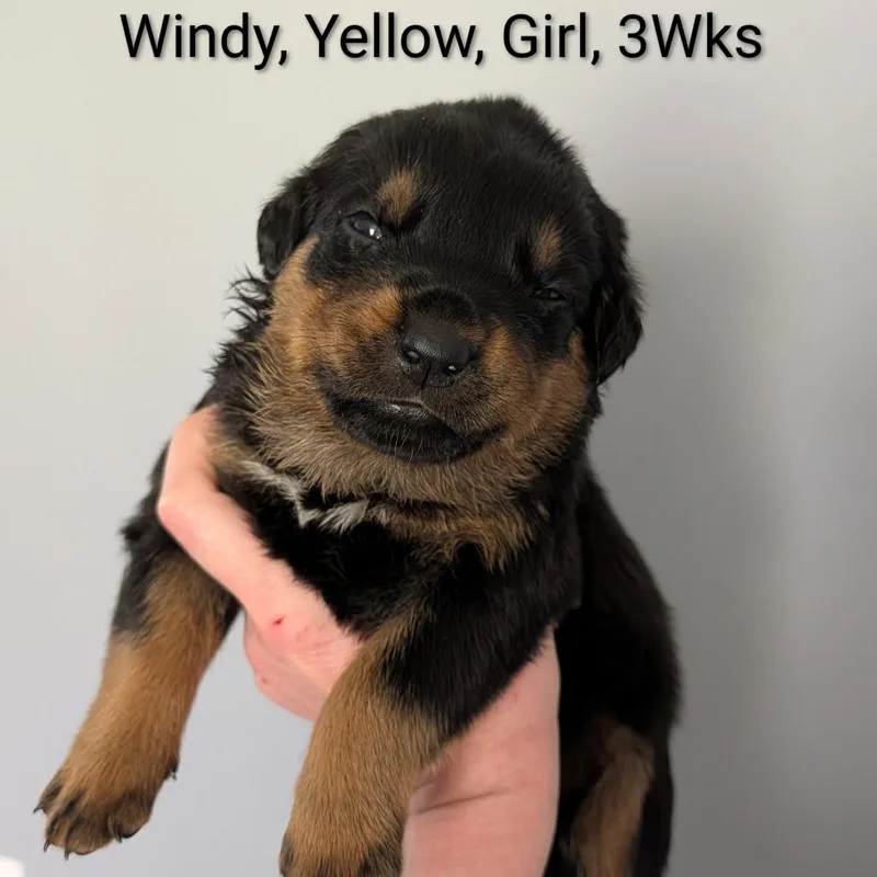 Windy thumbnail 6