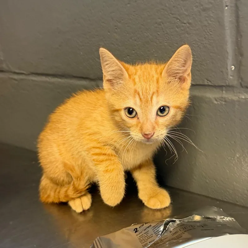 A baby small-sized female Orange / Red Domestic Short Hair cat named TUSCStray_ for adoption in Tuscaloosa, AL