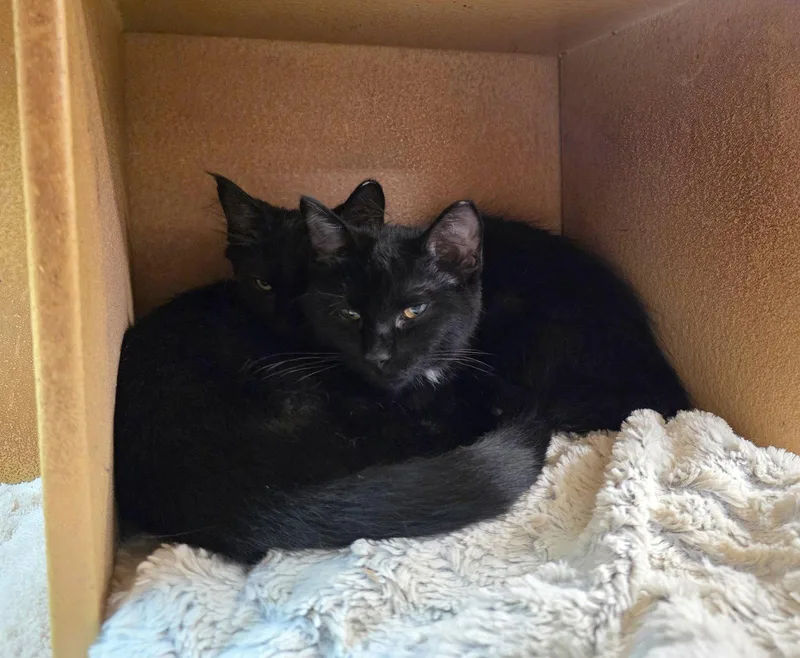 A baby medium-sized male Black Domestic Long Hair cat named Cashmere for adoption in Greenville, DE
