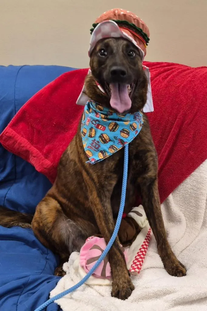 A young medium-sized female Hound dog named Chrissy for adoption in Christiansburg, VA