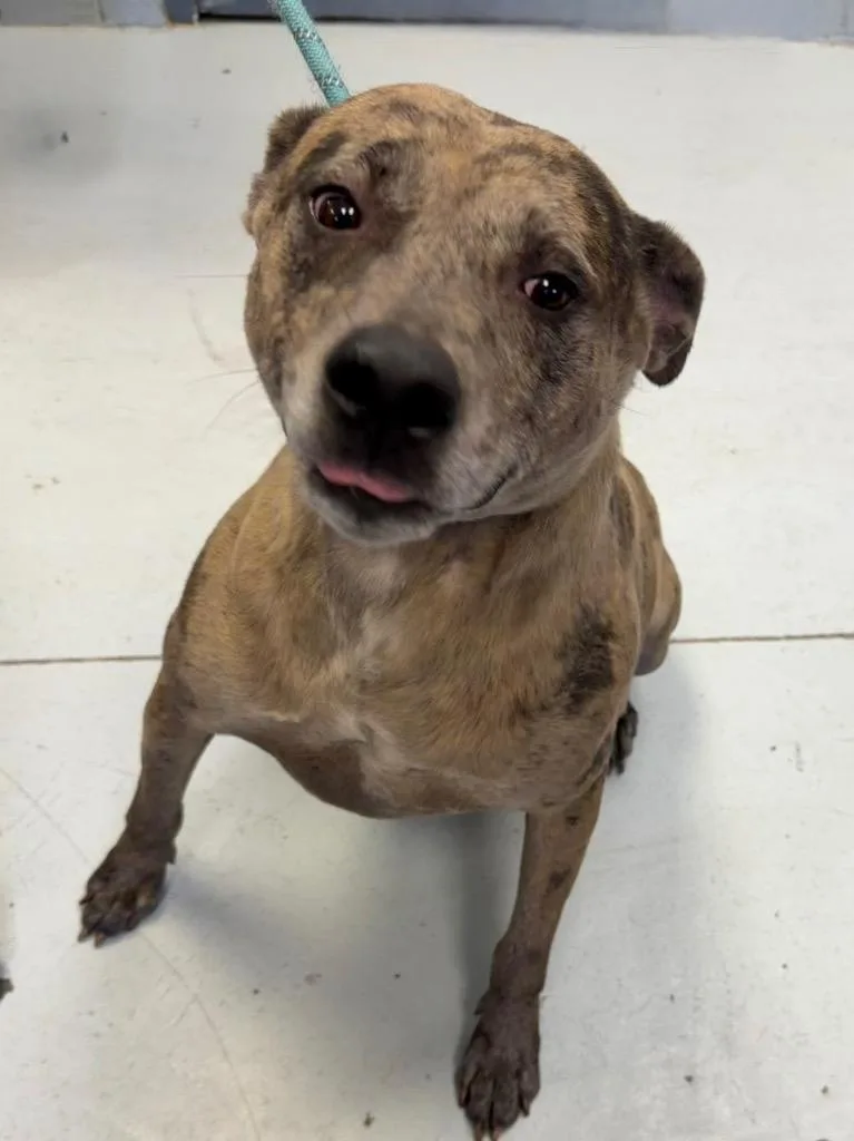 A young medium-sized male Catahoula Leopard Dog dog named Nash for adoption in Greenwood, MS