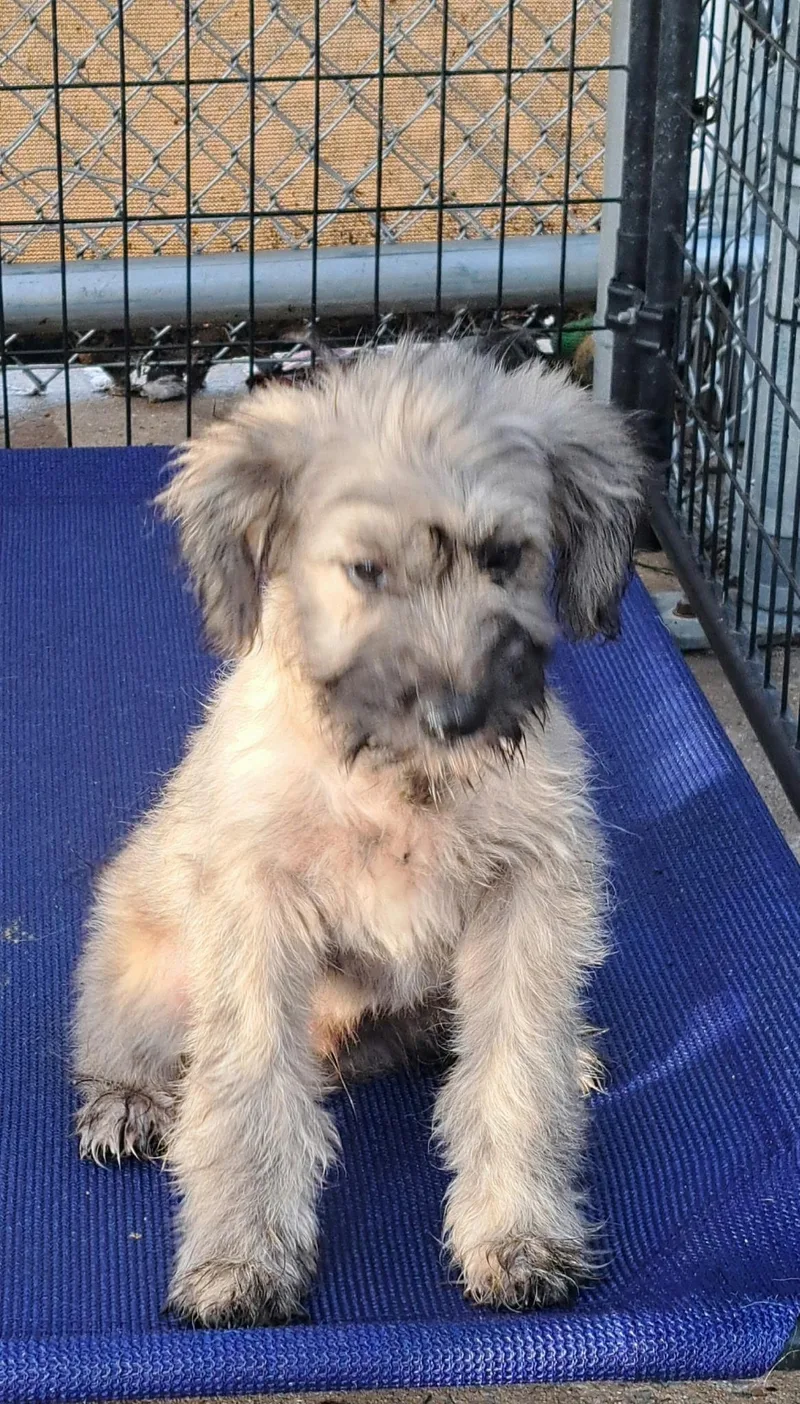 A baby medium-sized male Terrier dog named Ben for adoption in Muldrow, OK