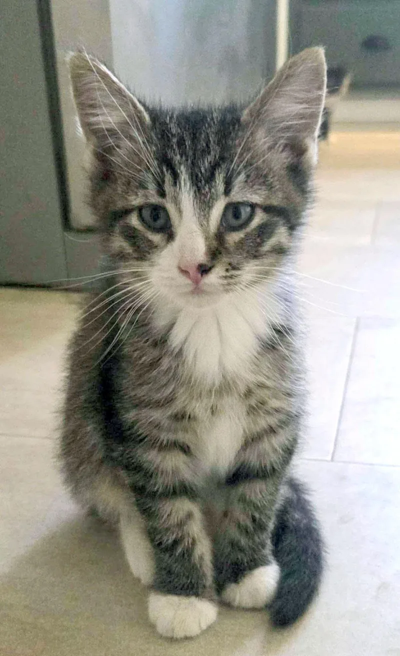 A baby medium-sized male Tabby (Gray / Blue / Silver) Domestic Short Hair cat named Skinner for adoption in Kansas City, KS