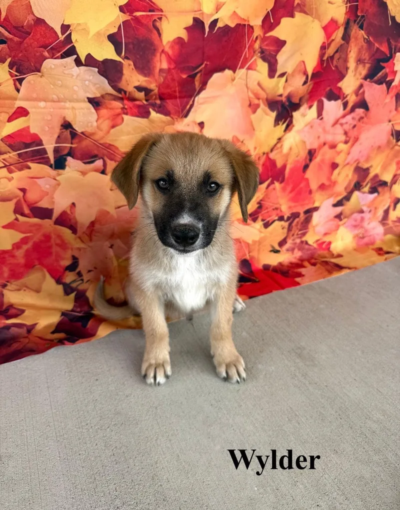 A baby large-sized male Shepherd dog named Wylder for adoption in Celina, OH