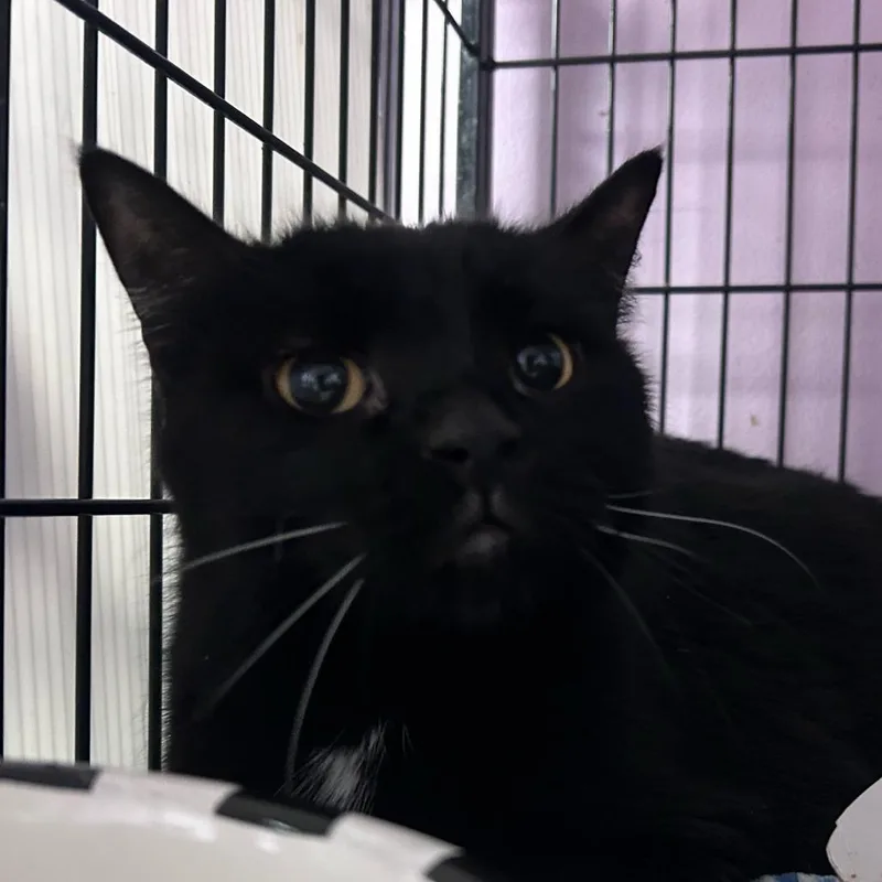 An adult large-sized male Black Domestic Short Hair cat named Wilbur for adoption in Davenport, IA