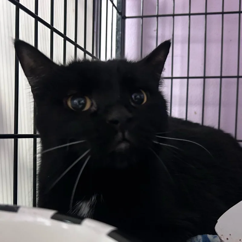 Wilbur thumbnail 2
