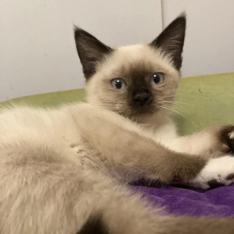 A baby small-sized male White Domestic Short Hair cat named Poe for adoption in Spokane, WA