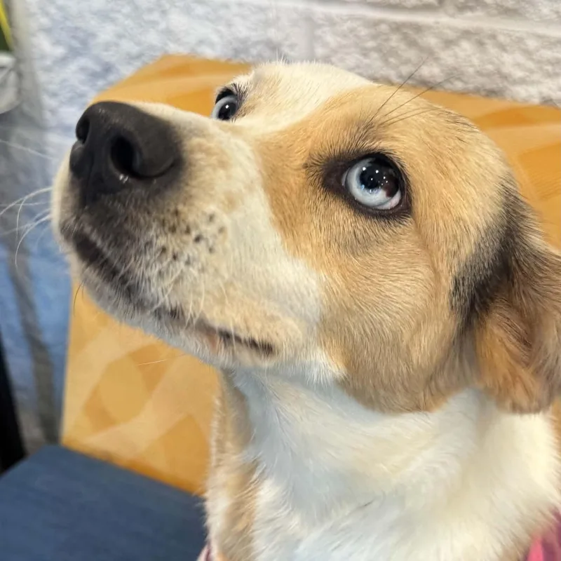 A young small-sized female Australian Shepherd dog named Sally for adoption in Danbury, CT