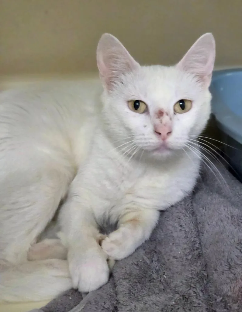A young medium-sized female Domestic Short Hair cat named Queen for adoption in Bloomington, IN