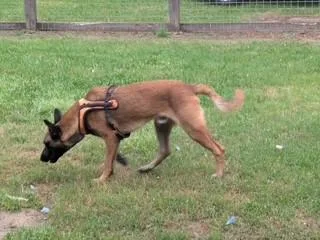 A young large-sized male Belgian Shepherd / Malinois dog named Tank for adoption in Houston , TX