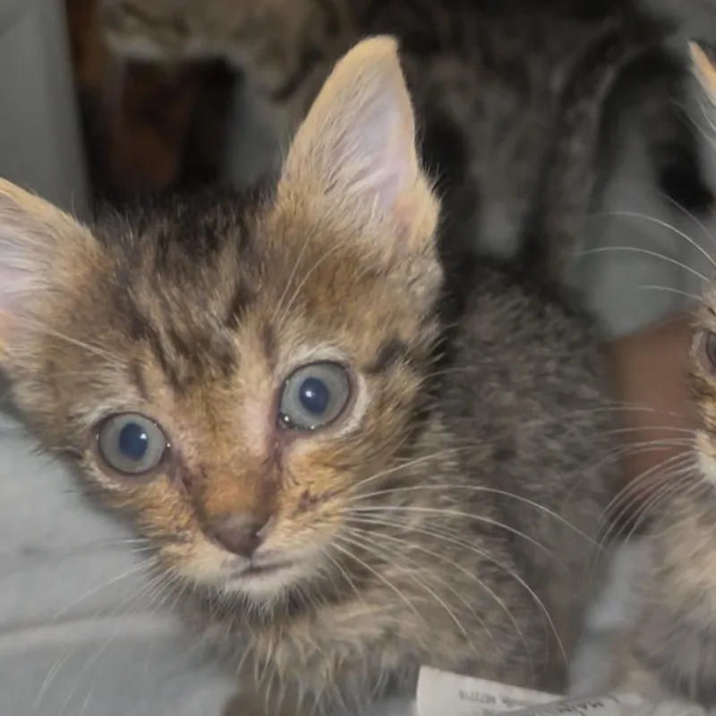 A baby small-sized male Brown / Chocolate Domestic Short Hair cat named Nibs for adoption in Ridgely, MD