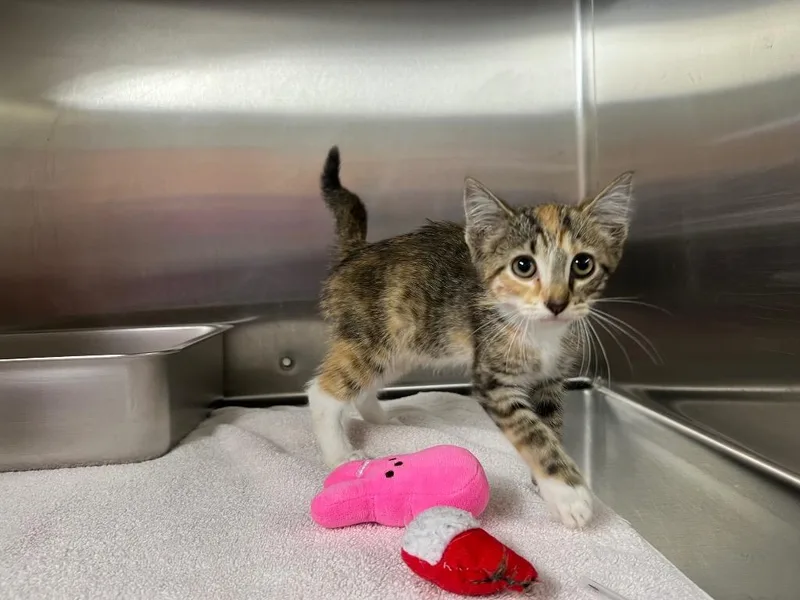 A baby medium-sized female Domestic Short Hair cat named Edie for adoption in Murray, KY