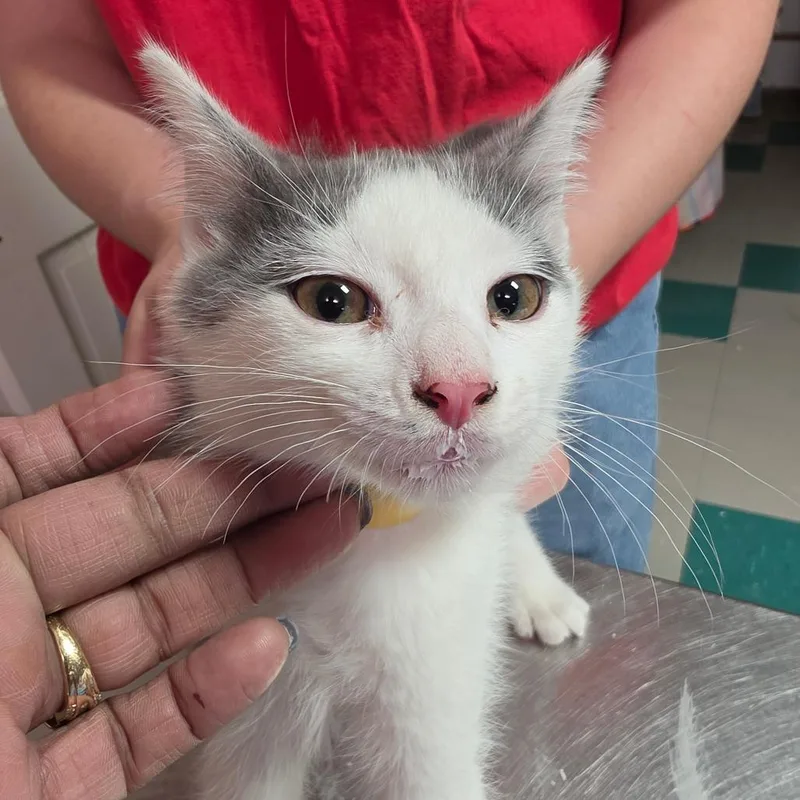 A baby small-sized male Black Domestic Short Hair cat named Frost for adoption in Leander, TX