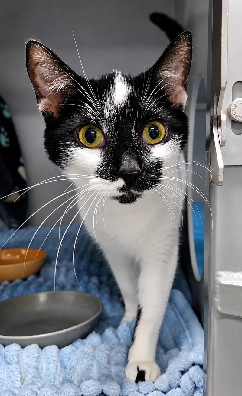 An adult medium-sized female Domestic Short Hair cat named Willow for adoption in Moundsville, WV