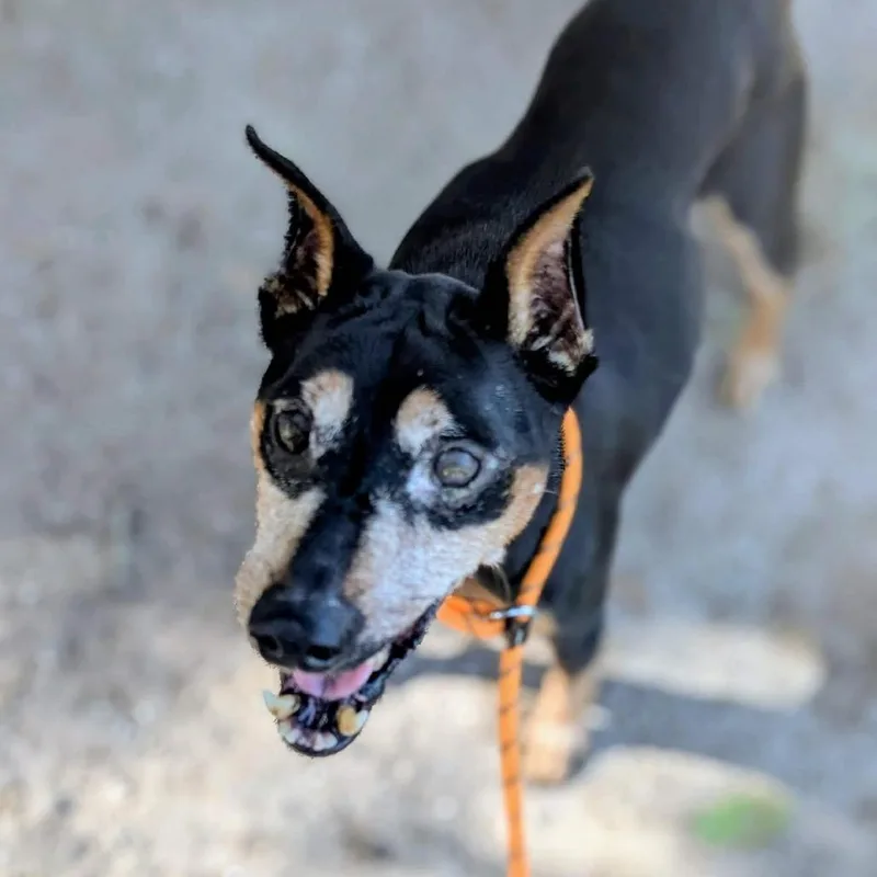 A senior small-sized male Black Miniature Pinscher dog named Nigel for adoption in Port Richey, FL