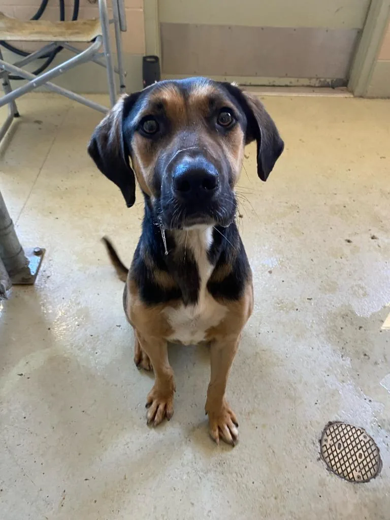 A young large-sized male Mixed Breed dog named Jack Jack for adoption in Quincy, CA
