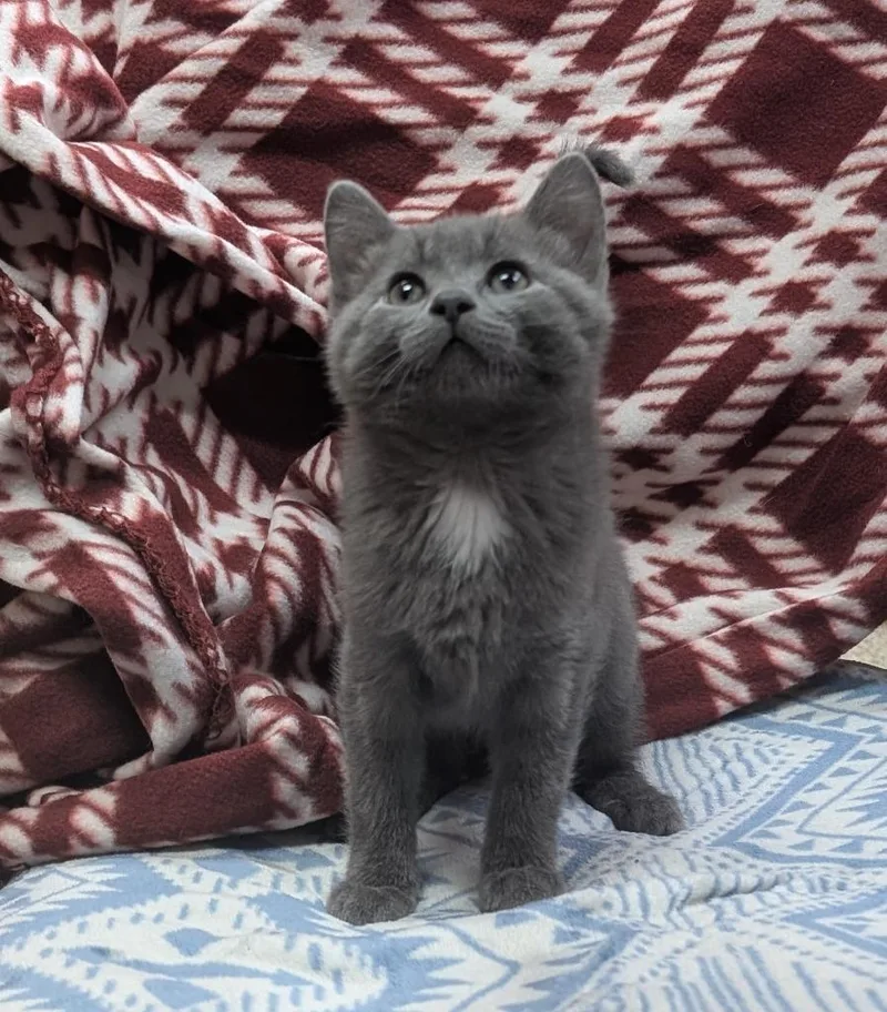 Zeb