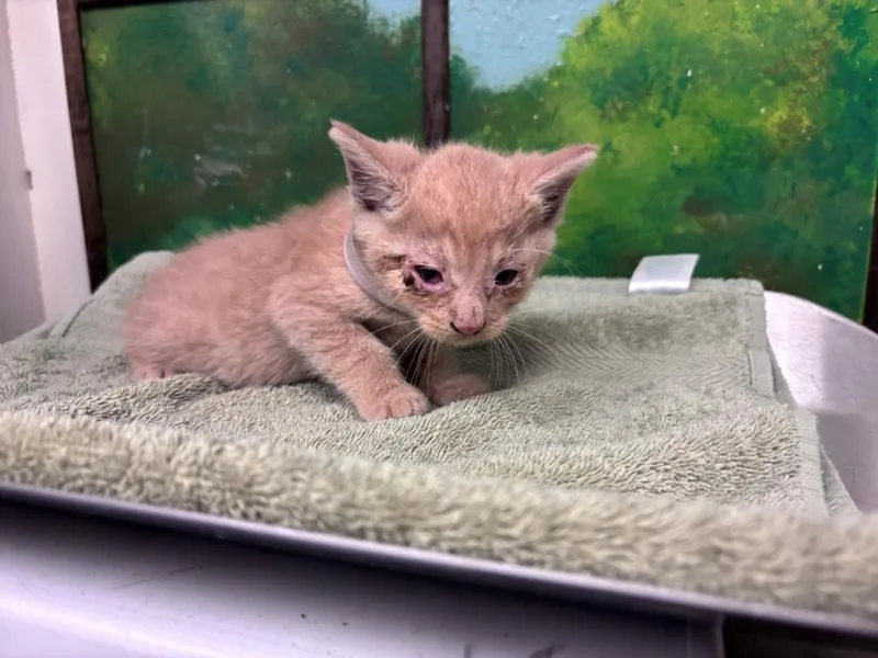 A baby small-sized male Domestic Short Hair cat named Goose for adoption in Houston, TX