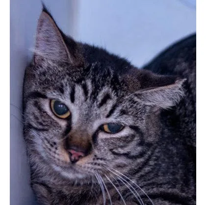 An adult medium-sized female Domestic Short Hair cat named Dvd Kershaw for adoption in Hudson, MA