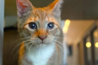 An adult medium-sized male Domestic Short Hair cat named Cheerio for adoption in New Orleans, LA