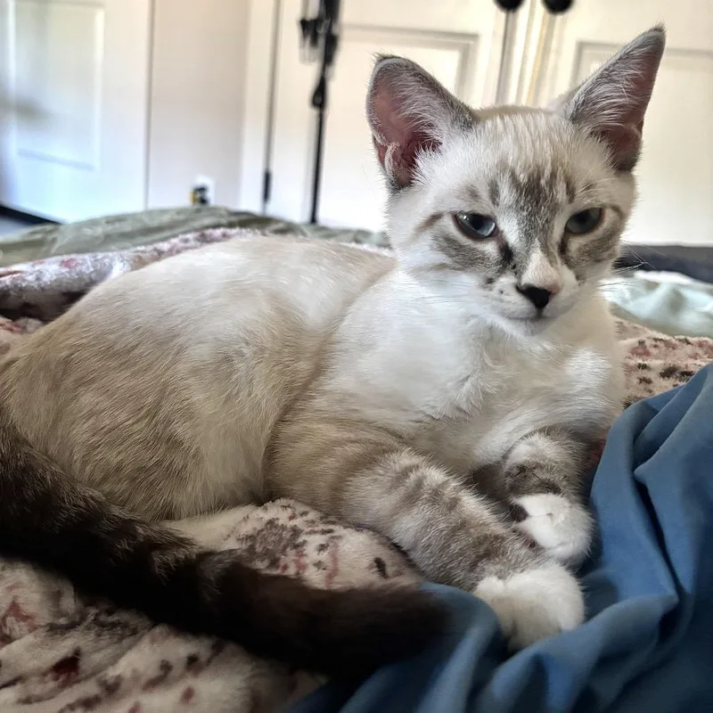 A baby medium-sized female Domestic Medium Hair cat named Dulce for adoption in Springfield, OR