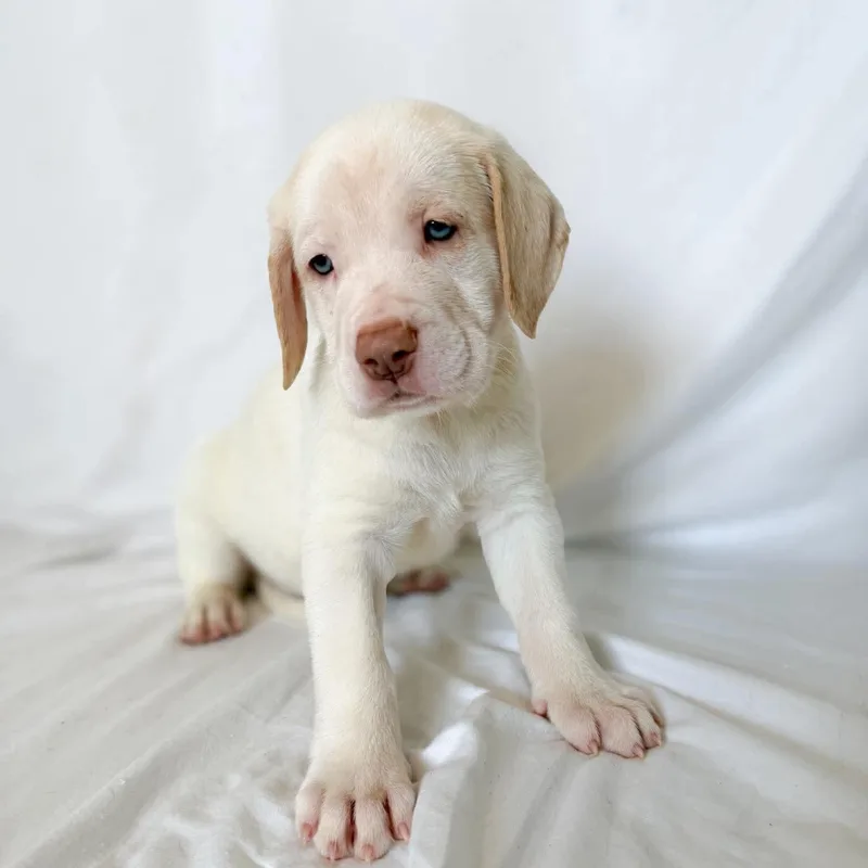 A baby extra large-sized male White / Cream Mastiff dog named Harvey for adoption in Bullard, TX