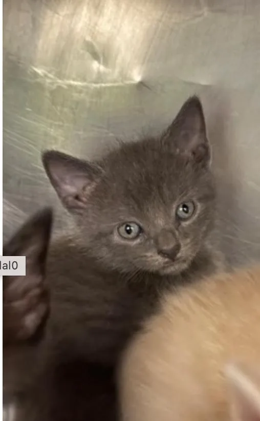 A baby small-sized male Gray / Blue / Silver Domestic Short Hair cat named Tractor for adoption in Marshall, NC