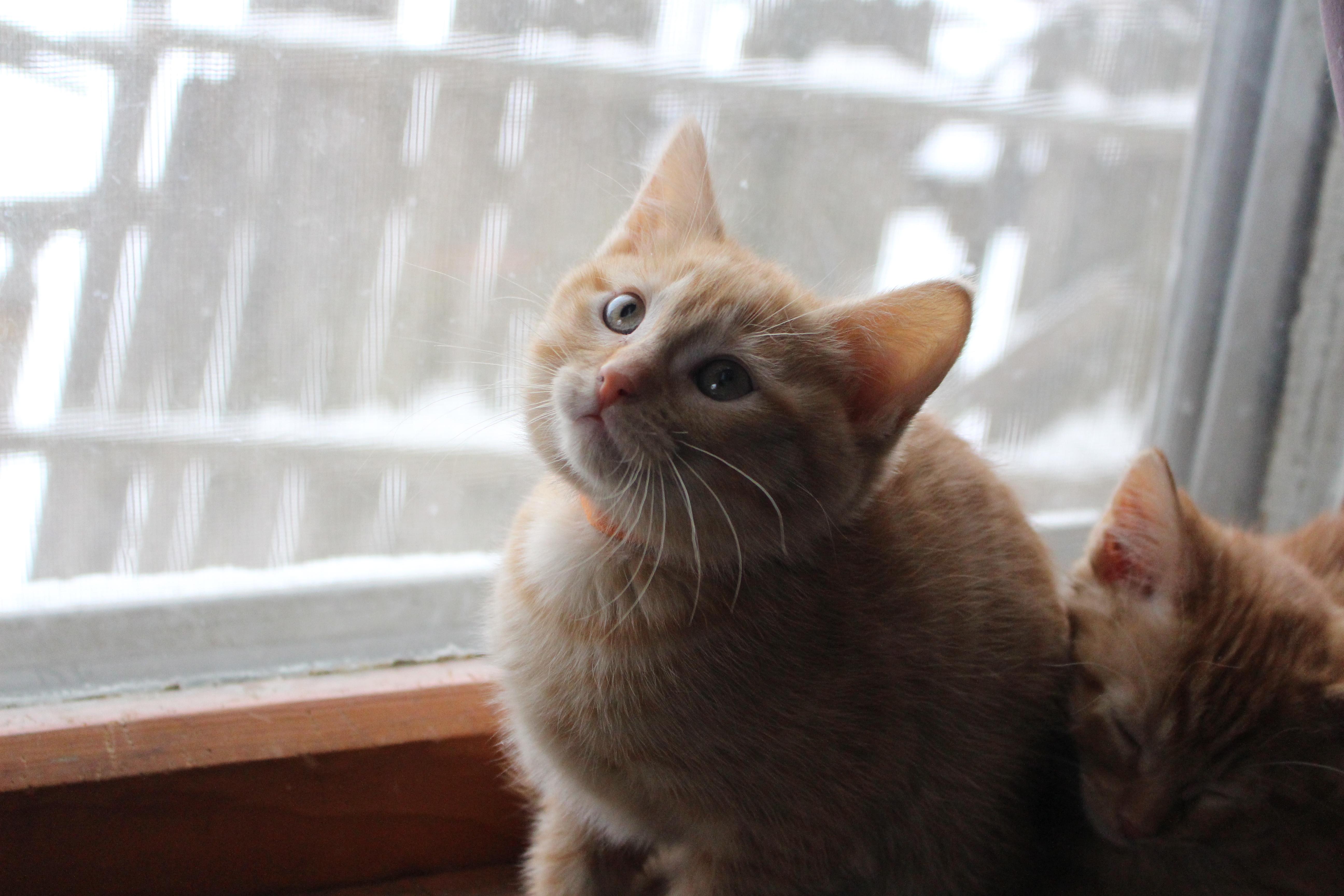 Gingercat thumbnail 2