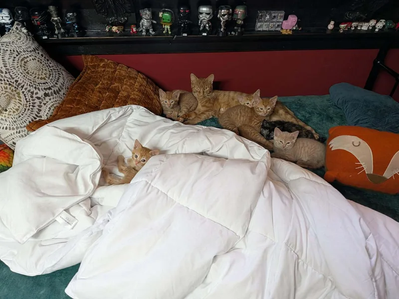 Gingercat thumbnail 3