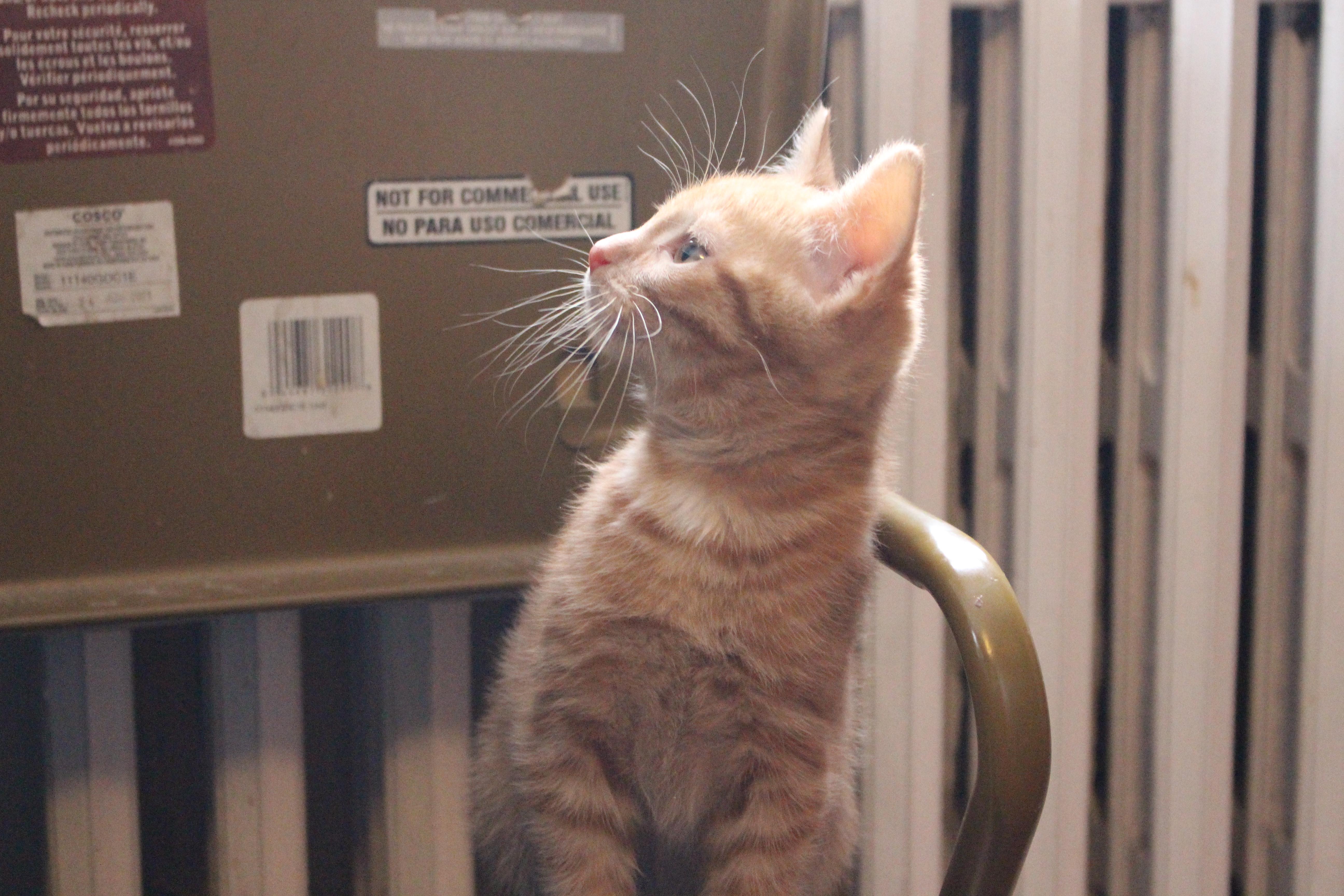 Gingercat thumbnail 4