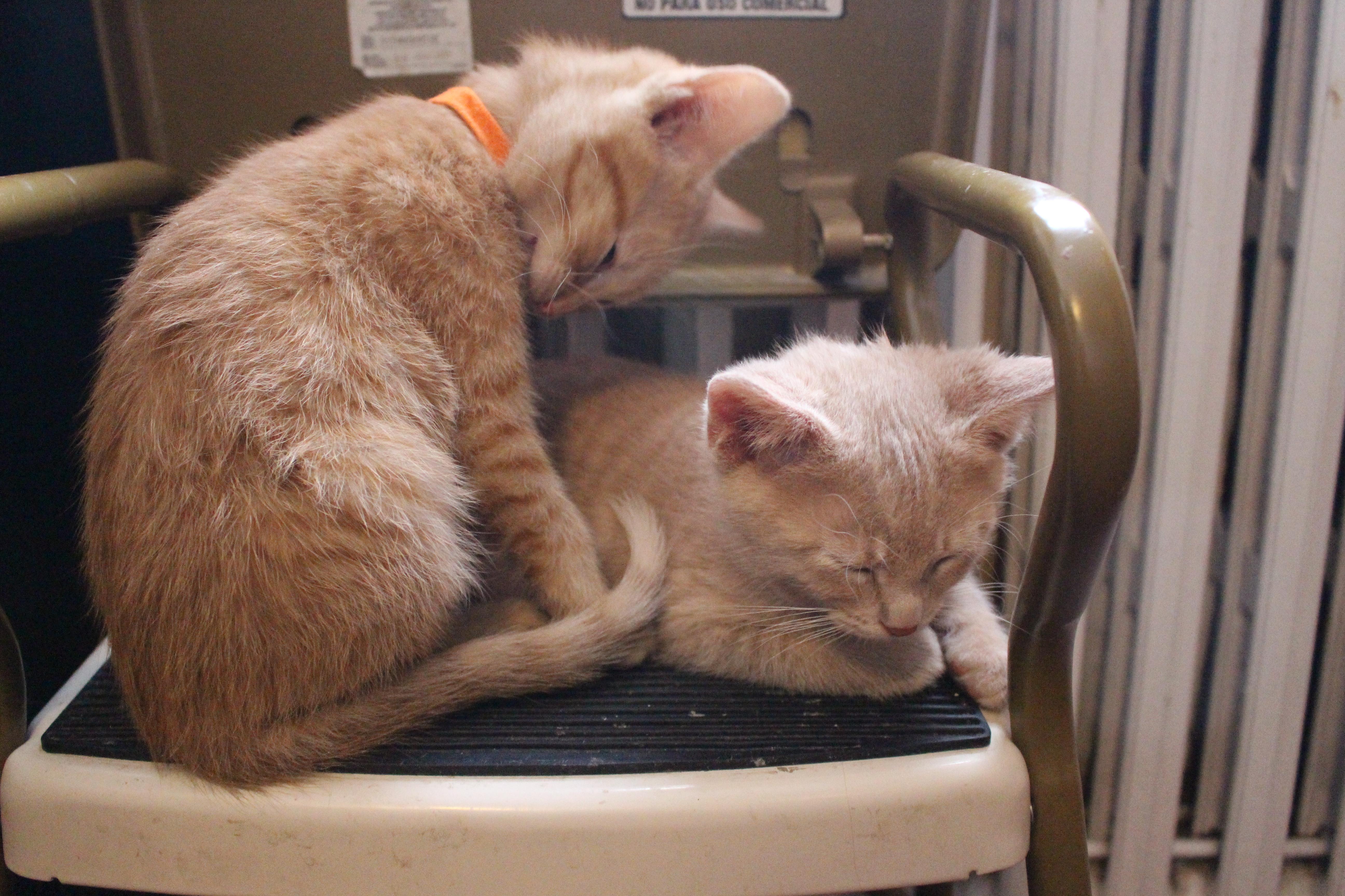 Gingercat thumbnail 5