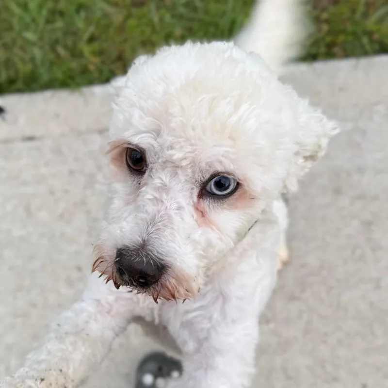 An adult small-sized male White / Cream Poodle dog named Coco Berto for adoption in Houston, TX