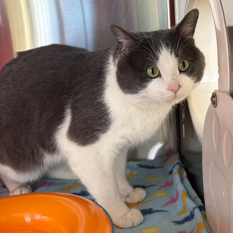 An adult large-sized male Gray / Blue / Silver Domestic Short Hair cat named Bob for adoption in Waukesha, WI