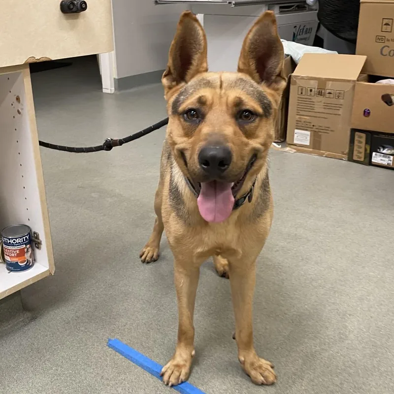 A baby large-sized male Brown / Chocolate German Shepherd Dog dog named Norris for adoption in Westminster, CA
