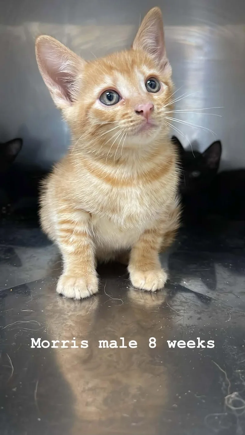 A baby medium-sized male Orange & White Domestic Short Hair cat named Morris for adoption in Fort Payne, AL