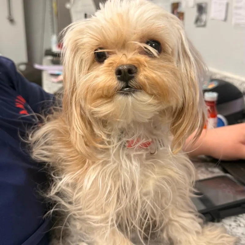 An adult small-sized female White / Cream Shih Tzu dog named Rebecca for adoption in Birdsboro, PA