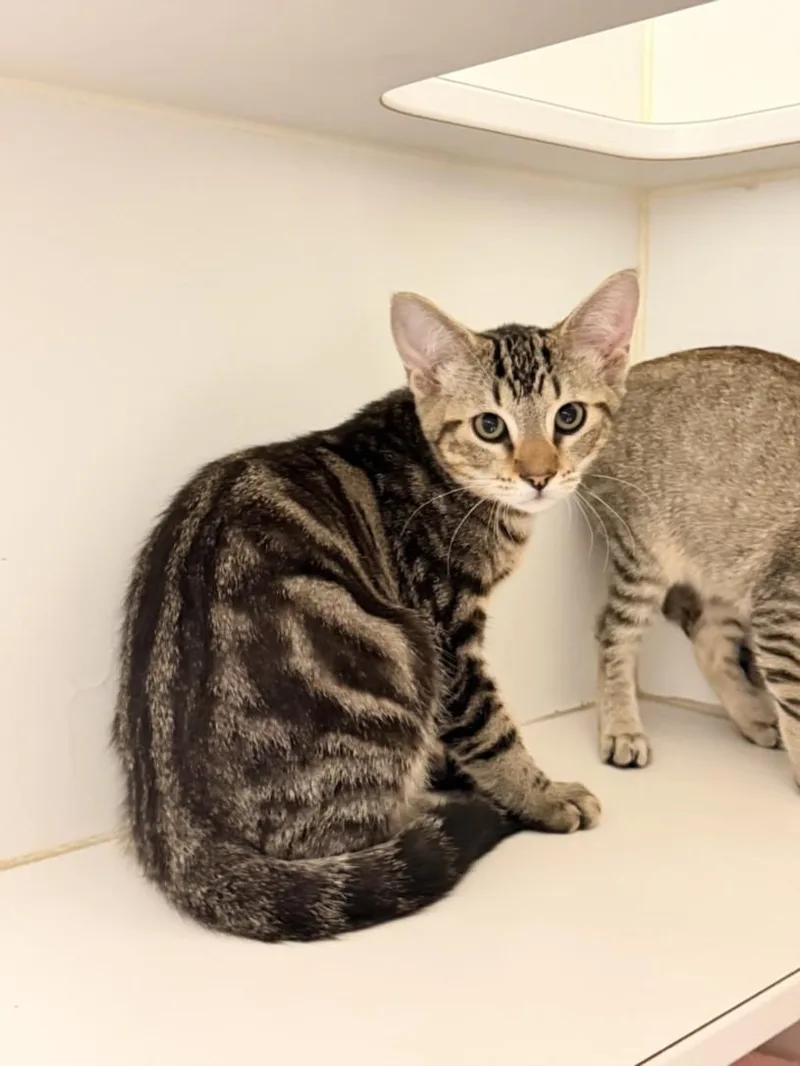 A baby small-sized male Domestic Short Hair cat named Drax for adoption in Hayward, CA