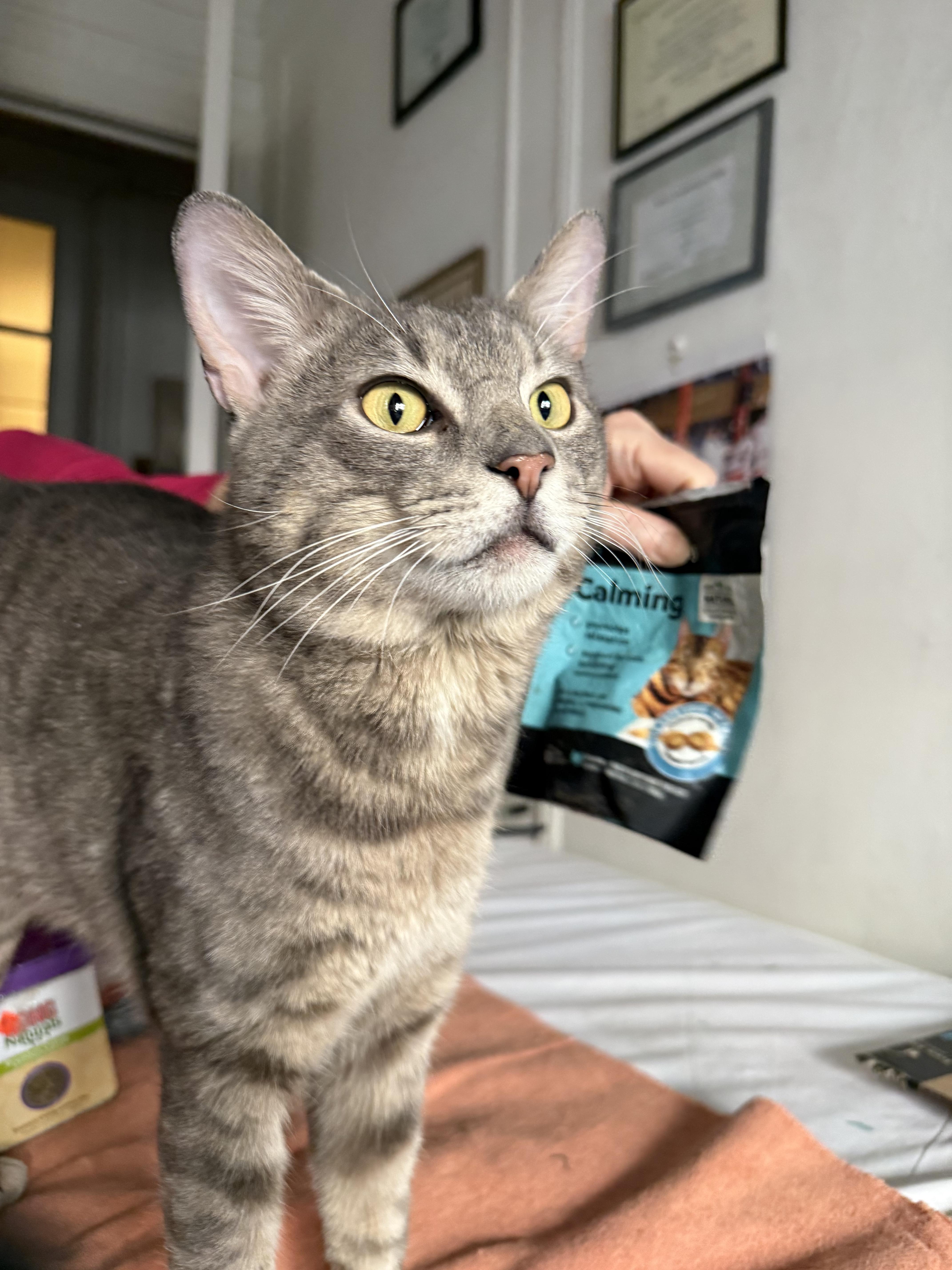 An adult medium-sized male Gray & White Domestic Short Hair cat named Percy for adoption in New york, NY