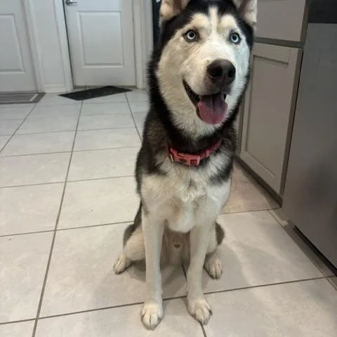 A young medium-sized male Husky dog named Kye for adoption in Maitland, FL
