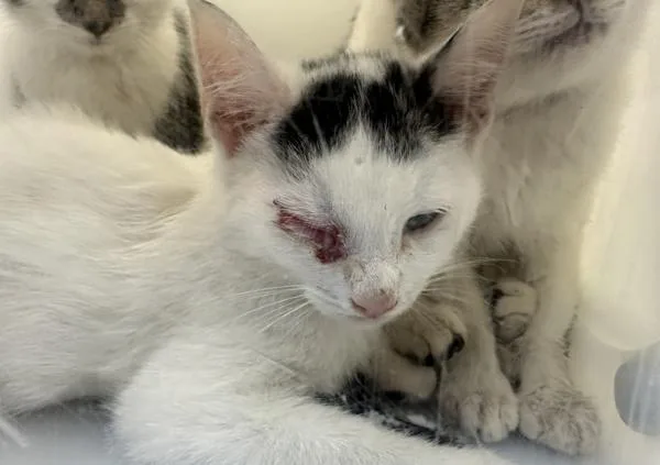 A baby small-sized female Domestic Short Hair cat named Cloud for adoption in Staten Island, NY
