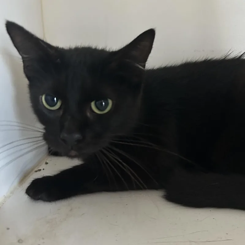 A young small-sized female Black American Shorthair cat named Luma for adoption in Portland, TX