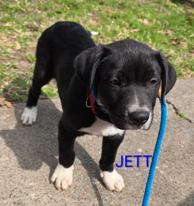 Jett