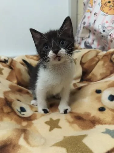 Koda