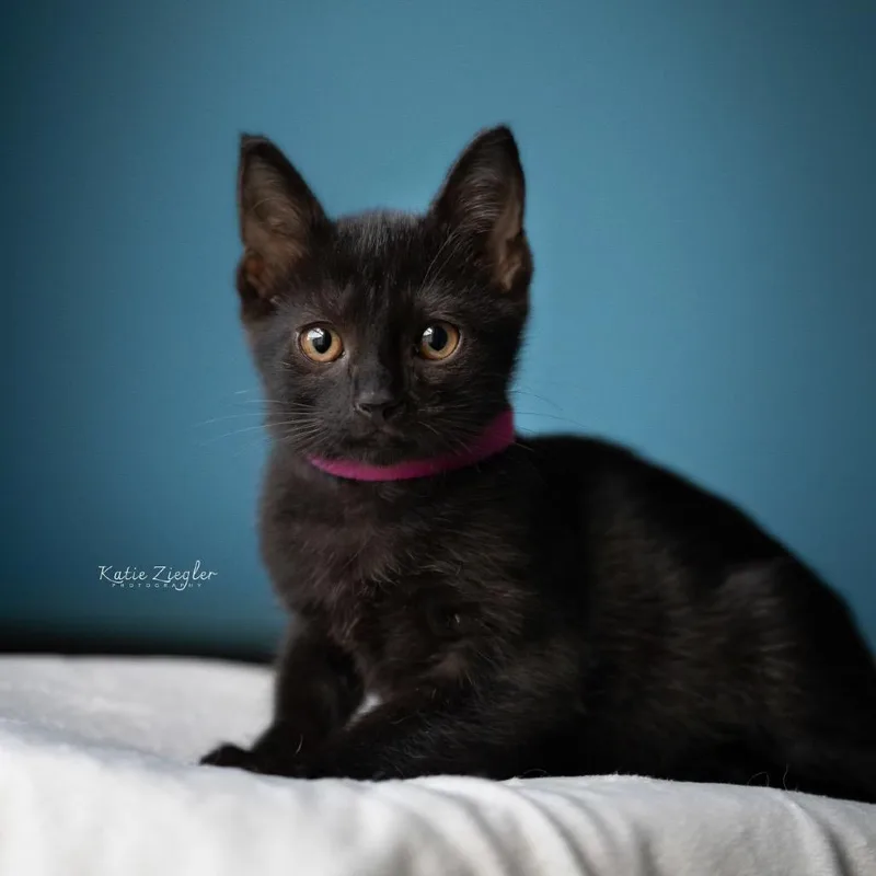 A baby small-sized female Extra-Toes Cat / Hemingway Polydactyl cat named Pollyanna for adoption in Brownsboro, AL